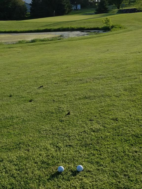 Shot of the day